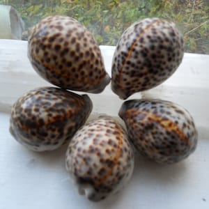 May include: Five speckled seashells arranged in a circular pattern. The shells have a smooth, oval shape with a beige base color and dark brown spots. Some shells have orange-brown streaks. The shells are on a white surface.