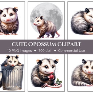 Opossum Png | Süße Opossum Clipart | Opossum spielen | Opossum mit Mülleimer | Kleines Opossum | Süße Possoms | Sofortdownload | 10 PNGs
