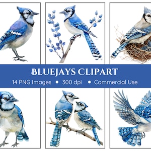 Bleu geai des cliparts | 14 PNG | Bluejays PNG | Bleu geai des cliparts | Bluejays aquarelles | PNG des cliparts | Clipart Oiseaux bleus | Oiseaux PNG