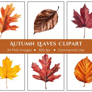 Autumn Leaves Clipart | 24 PNGs | Fall Leaves Clipart | Digital Download | Fall Clipart | Thanksgiving Clipart | Commercial Use | Autumn PNG