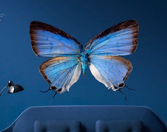 3D Butterfly Wall Decal, 3D Butterfly Wall sticker, 3D Butterfly wall decor