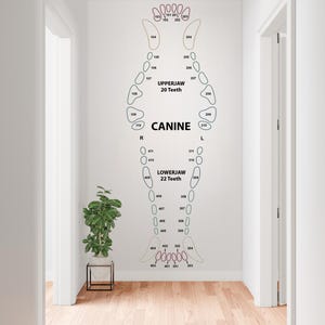 May include: A wall decal of a human jaw with teeth labeled. The upper jaw has 20 teeth, and the lower jaw has 22 teeth. The word "CANINE" is written in the center. The decal is in a hallway with a plant.