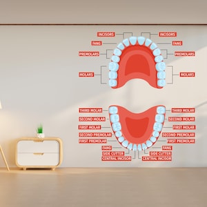 Dental Human Anatomy wall decal Tooth Dental Clinic wall art Dentist Clinic wall decal Wall Bathroom Decals Stickers Vinyl 405RS
