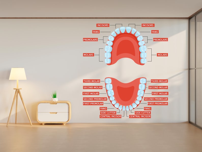 Molar Labels Dental Human Anatomy Wall Decal Tooth Dental Clinic Wall Art Dentist ...