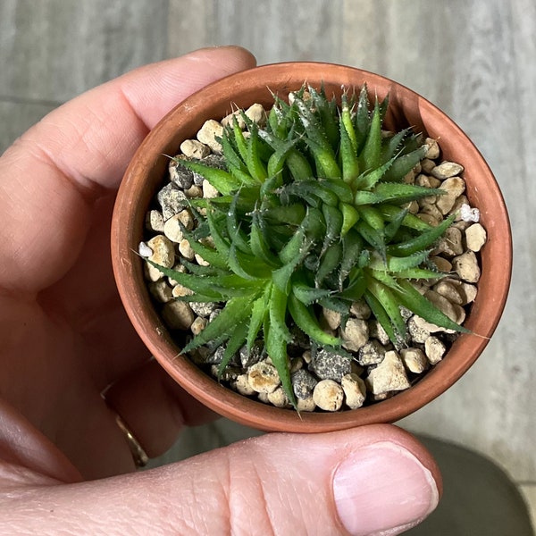 Haworthia chloracantha , plante enracinée, plante avec rejets , plantes grasses, prêt à planter, 1 espèce