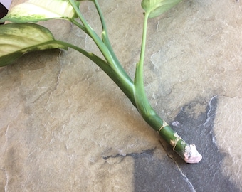 Rooting hormone #2, rooting powder 5g, cuttings powder, for propagation of garden or interior plants, concentration 0,4% for softwood plants