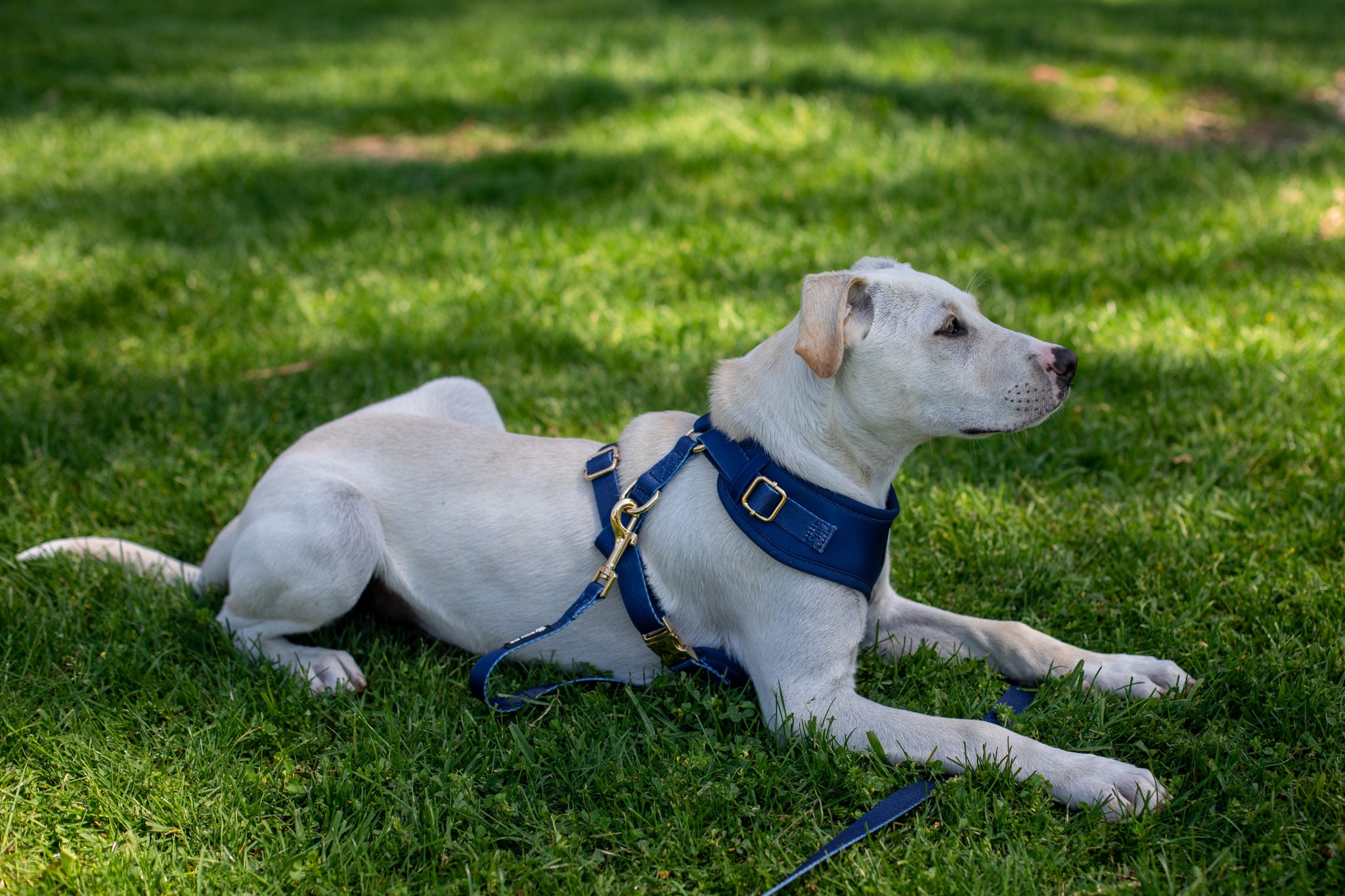 Elite Luxury Dog Harness And Leash Set
