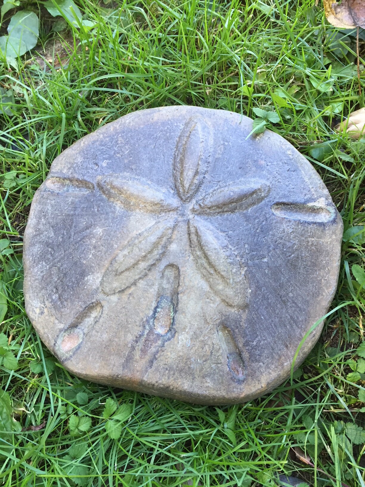 Textured Sand Dollar Stepping Stone Stone Mold DIY Kit | Etsy