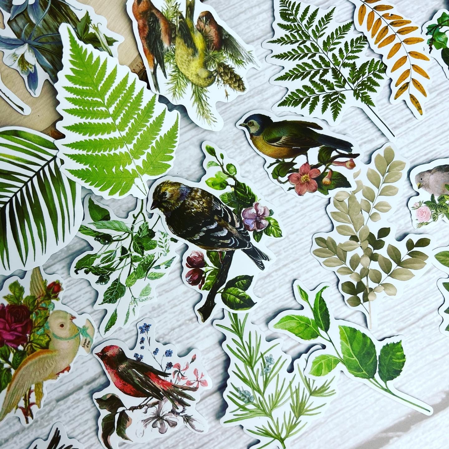 Bunte Vögel mit verschiedensten Pflanzenblättern, 50 Deko-Sticker in einer  Box - .de