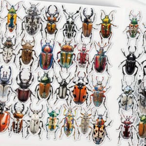50 pegatinas de escarabajo: calcomanías transparentes de PET para manualidades, scrapbooking, diarios y estética con temática de naturaleza e insectos.