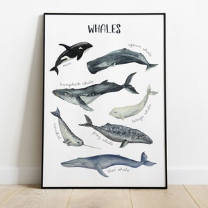 Whale Species Wall Art Print, Whale nursery print, Nautical theme, Bathroom wall décor, Whale Educational Poster