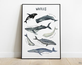May include: A watercolor illustration of different types of whales, including a sperm whale, humpback whale, beluga whale, orca, grey whale, narwhal, and blue whale. The illustration is labeled with the name of each whale.