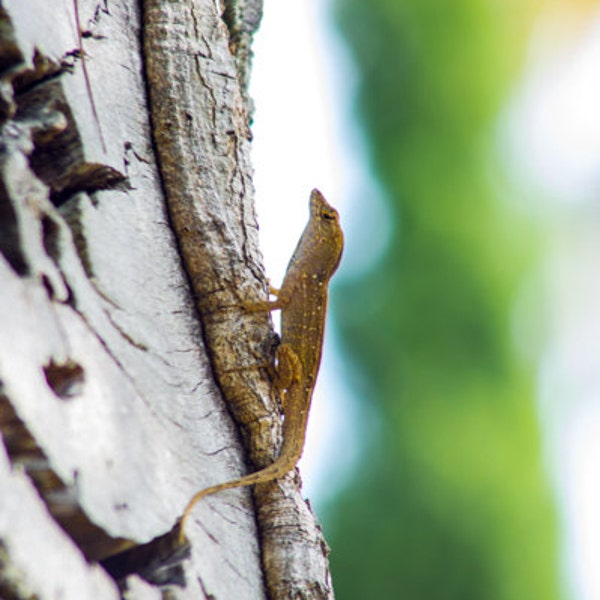 Holy Anole, Cocoa Beach Photography, Florida Photography, Beach Photography, 8x10 Canvas Print,  Lizard Photography, Gecko Photography