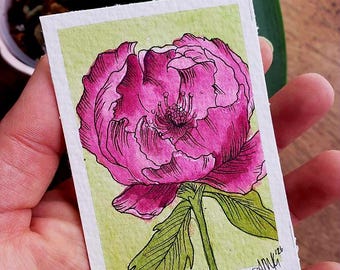 Acuarela y tinta de una flor de peonía de 2,5 x 3,5 pulgadas.