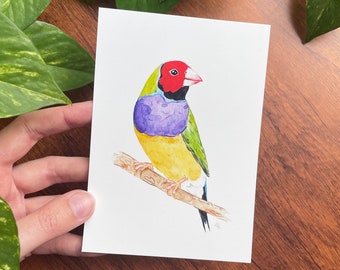 Gouldian Finch Print