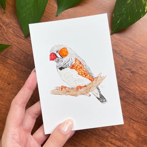 Zebra Finch Print