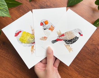 Aussie Finches Print Pack - 3 Prints Bundle