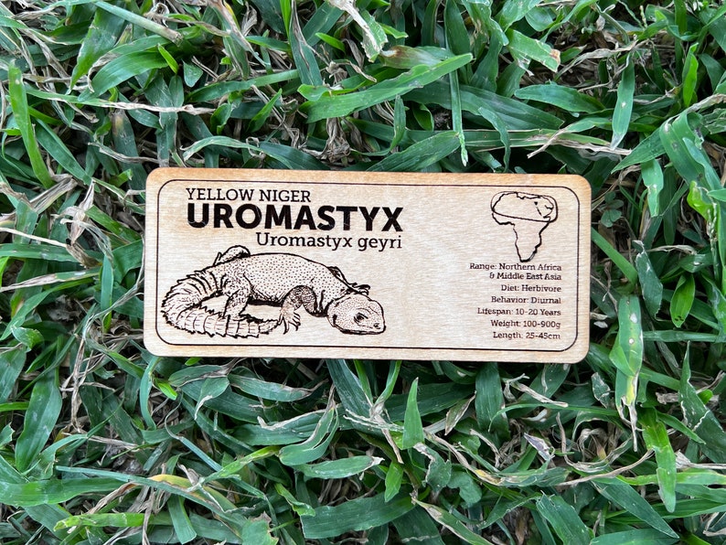 Pu&ograve; includere: Targa in legno con la scritta "YELLOW NIGER UROMASTYX" e l'illustrazione di una lucertola. Informazioni su areale, dieta, comportamento, aspettativa di vita, peso e lunghezza (25-45cm). Su erba verde.