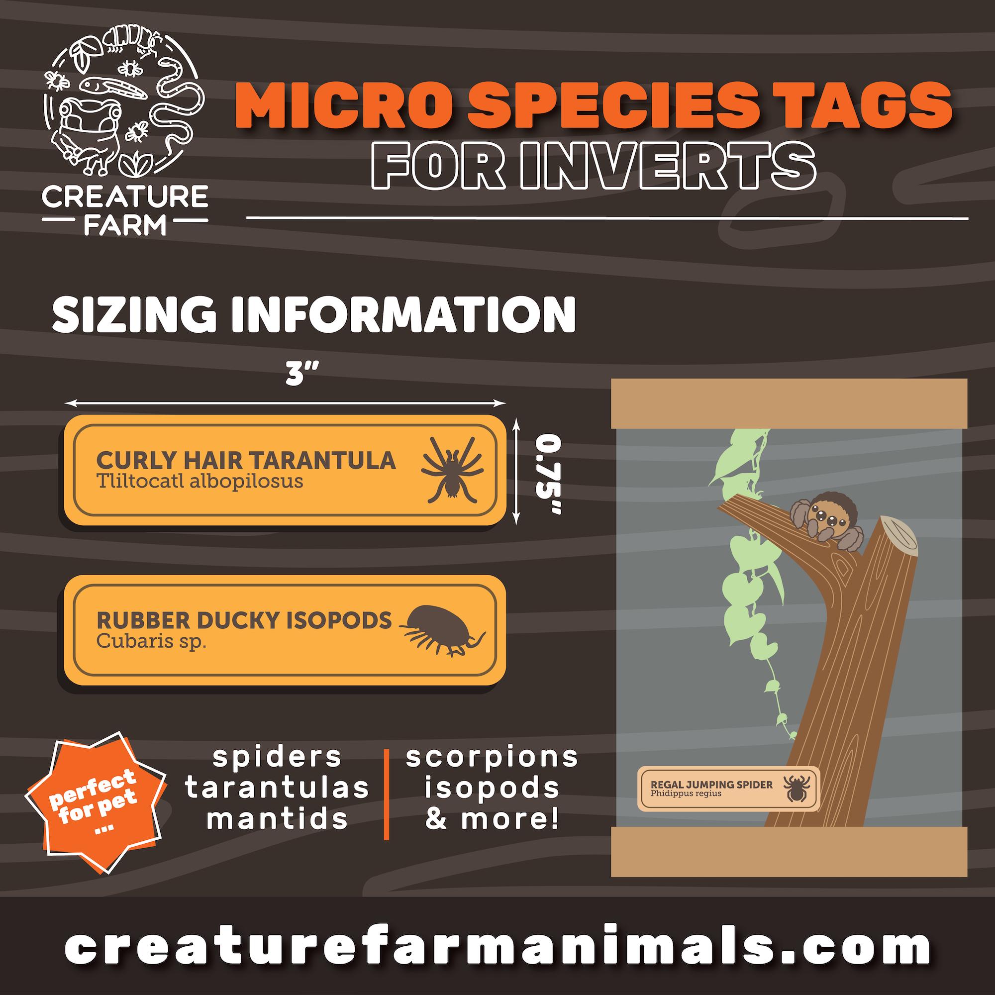 Custom Wooden Species Sign | Invertebrate Terrarium Label - Etsy