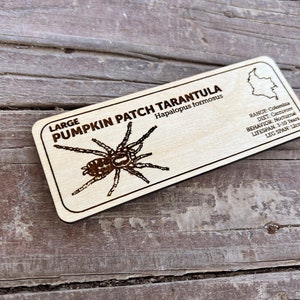 Pu&ograve; includere: Targa rettangolare in legno con un'illustrazione dettagliata di un ragno Pumpkin Patch, Hapalopus formosus. La targa include informazioni sull'areale, la dieta, il comportamento, la durata della vita e un'apertura delle zampe di 12 cm.
