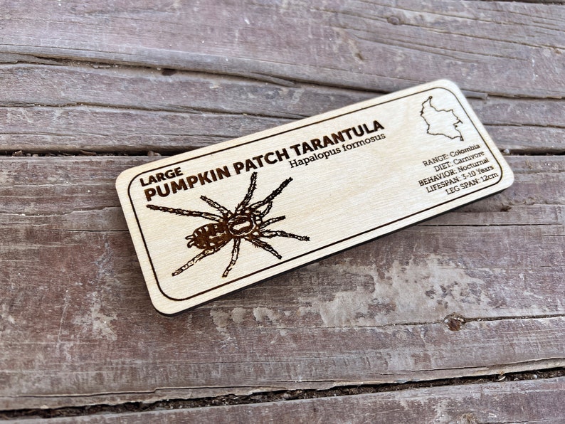 Pu&ograve; includere: Targa rettangolare in legno con un'illustrazione dettagliata di un ragno Pumpkin Patch, Hapalopus formosus. La targa include informazioni sull'areale, la dieta, il comportamento, la durata della vita e un'apertura delle zampe di 12 cm.