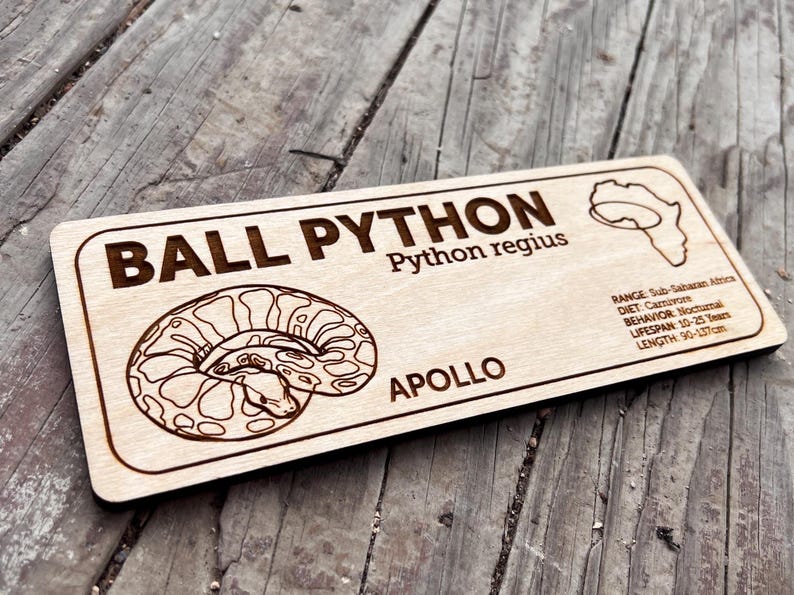 Pu&ograve; includere: Cartello in legno con un'illustrazione incisa al laser di un pitone reale, etichettato "BALL PYTHON" e "Python regius". Include dettagli su area di distribuzione, dieta, comportamento, durata della vita e lunghezza (90-137cm). &Egrave; incluso anche il nome "APOLLO".