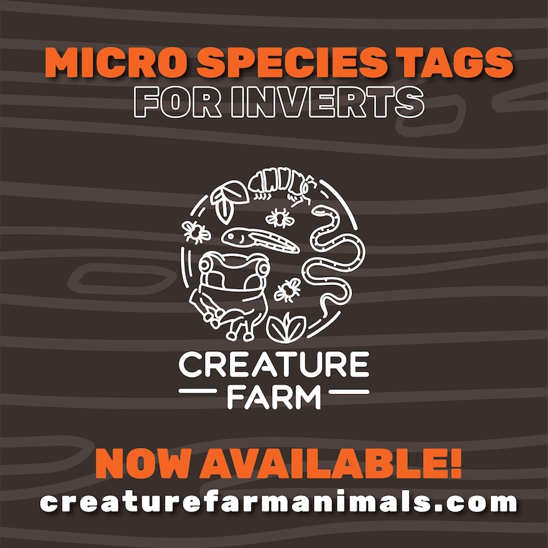 Custom Wooden Species Sign | Invertebrate Terrarium Label - Etsy