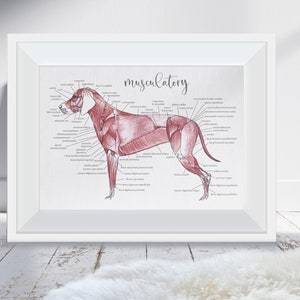 Canine Anatomy Print - Musculatory System of a dog - Physiology and Biology Diagram - Vet Gift - Other Designs Available