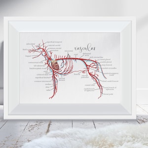 Canine Anatomy Print - Vascular System of a dog - Physiology and Biology Diagram - Vet Gift - Other Designs Available