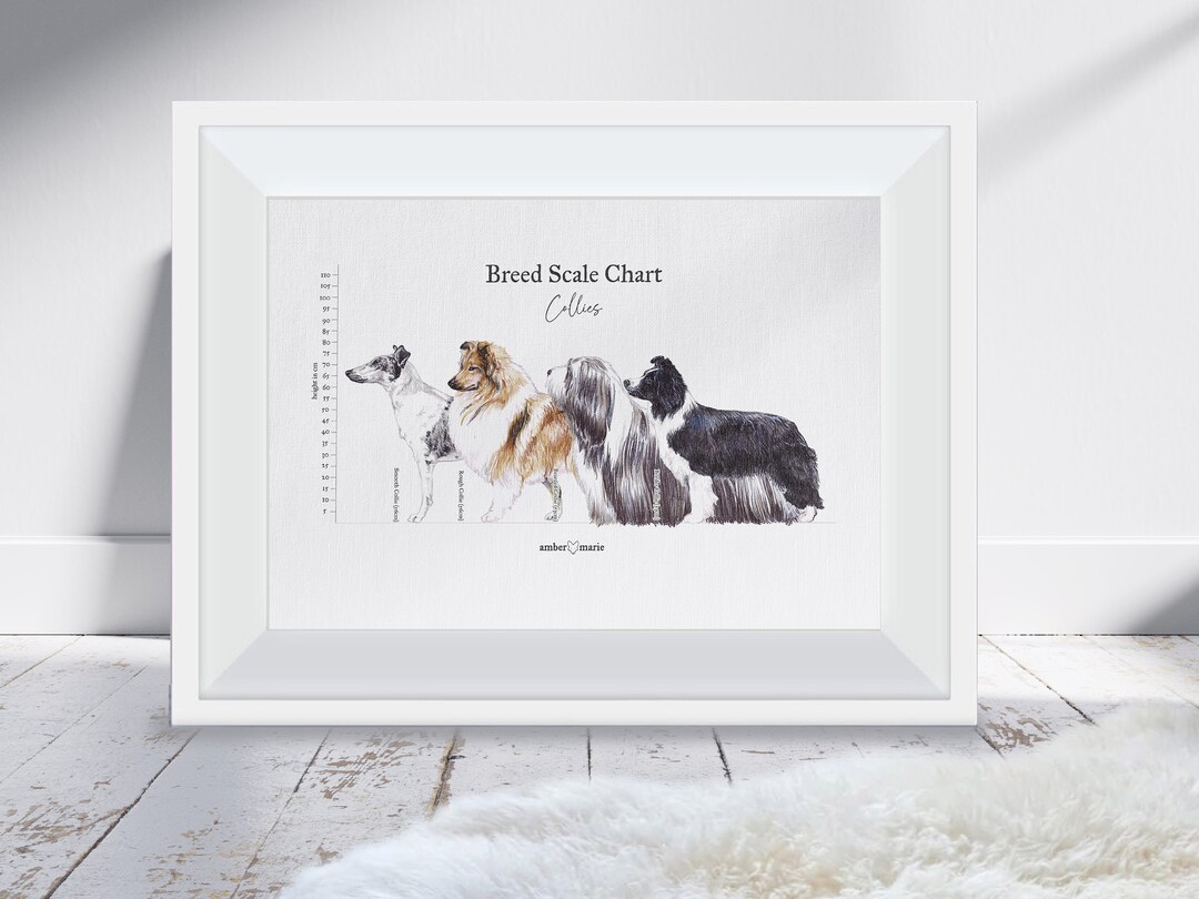 Breed Scale Chart Collies Poster / Print Bearded, Border, Rough and ...