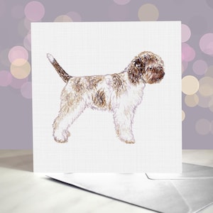 Lagotto / Cane d'acqua italiano / Riccio bianco / Biglietto d'auguri / Interno vuoto / Per toelettatori, veterinari e amanti della razza