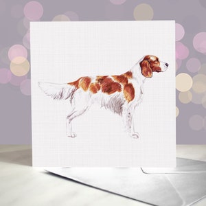 Irish Red and White Setter - Grußkarte / Grußkarte / Innenseite blanko / Karte vom Hund / Für Groomers, Tierärzte und Rasseliebhaber