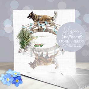 Tarjeta de condolencias por la pérdida de una mascota pastor belga (Groenendael, Laekenois, Malinois, Tervueren) - Lo sentimos por su pérdida - Regalo conmemorativo por el duelo de un perro