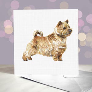 ノーリッチ テリアのグリーティング カード / 内側は空白 / 犬からのカード / トリマー、獣医、犬愛好家向け