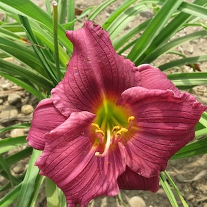 Little Grapette Day Lily - 5 Landscape Sized Bare Root Plants