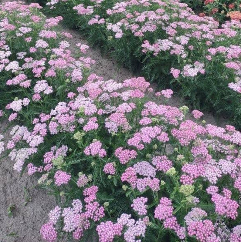 Achillea Oertel's Rose Yarrow 5 Landscape Sized Bare Root Plants - Etsy