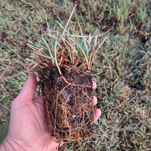 Carex Blue Zinger - 2.5" potted plant