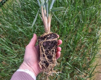 Blue Dune Lyme Grass - 2.5" potted plant