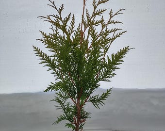 Green Giant Arborvitae- 1 Gallon Shrub