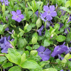 Vinca - Creeping Myrtle - 3.5&quot; potted plant