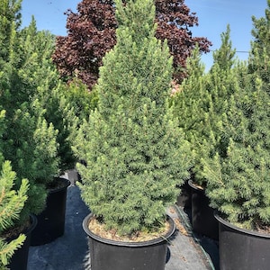 Dwarf Alberta Spruce - One, 3 Gallon Plant