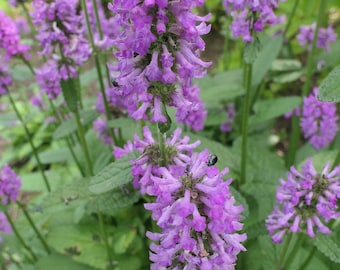 Betony - Stachys Hummelo - 3.5" potted plant