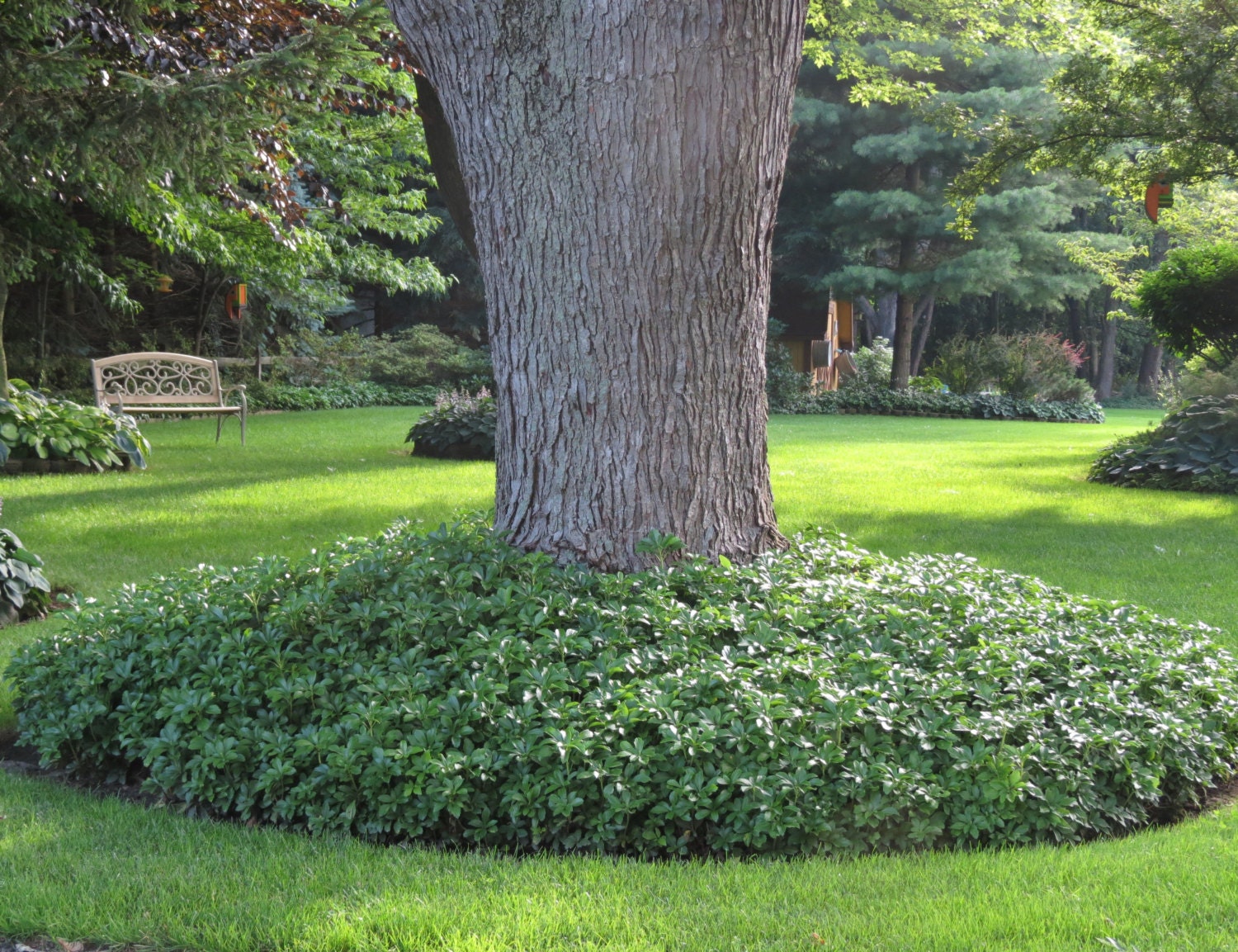 Pachysandra Terminalis Japanese Spurge 100 Bare Root Plants Etsy Pachysandra Terminalis Japanese Spurge 100 Bare Root Plants Etsy
