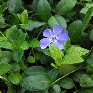 Vinca Minor:  Blue Myrtle or Periwinkle - 32 Count Tray, 2.5&quot; Potted Plants