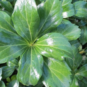 Pachysandra Terminalis &#39;Green Sheen&#39; - 100 Bare Root Plants
