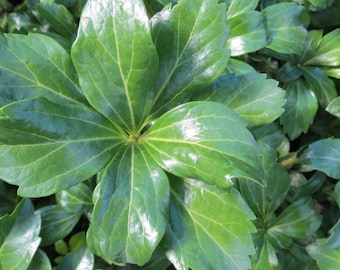 Pachysandra Terminalis 'Green Sheen' - 100 Bare Root Plants