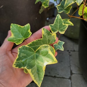 Gold Child Ivy Groundcover - 100 Bare Root Plants