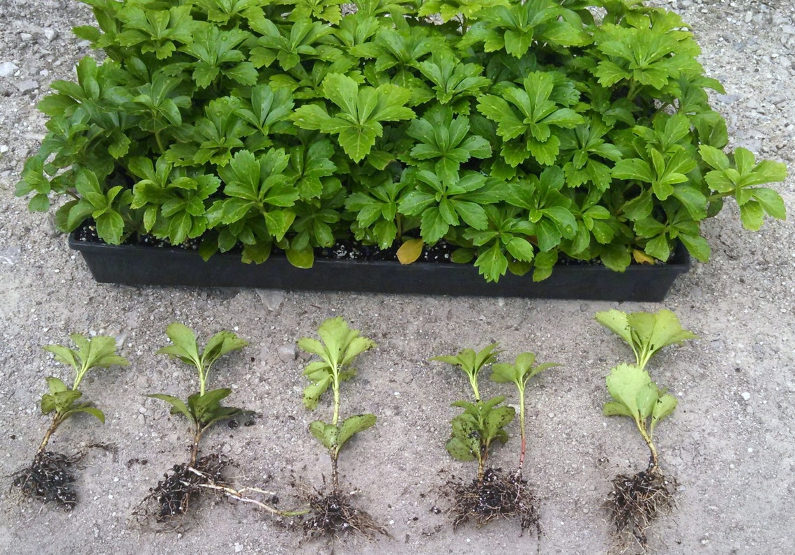 Pachysandra Terminalis 'Green Sheen' 100 Bare Root | Etsy