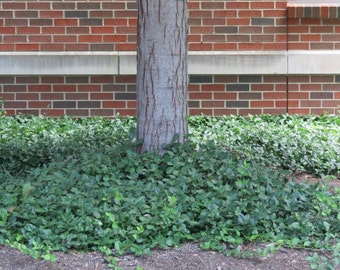 Purple Leaf Wintercreeper, Euonymus fortunei 'Coloratus' Groundcover - 100 Bare Root Plants