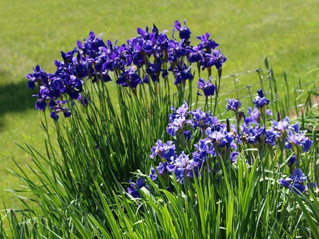 Iris Caesar's Brother 5 Landscape Sized Bare Root Plants - Etsy